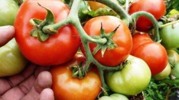 #громадськемісце Бюджетний варіант підживлення томатів: дозрівають швидше, стають солодшими #харків #kharkiv