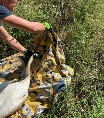 #громадськемісце Фахівці ДСНС врятували білокрилого красеня від загибелі #ужгород #uzhhorod