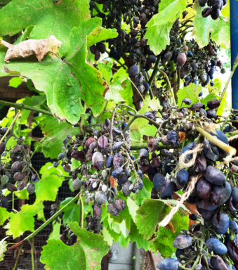 #громадськемісце На присадибних ділянках закарпатців хвороби знищили елітні сорти винограду (фото) #ужгород #uzhhorod