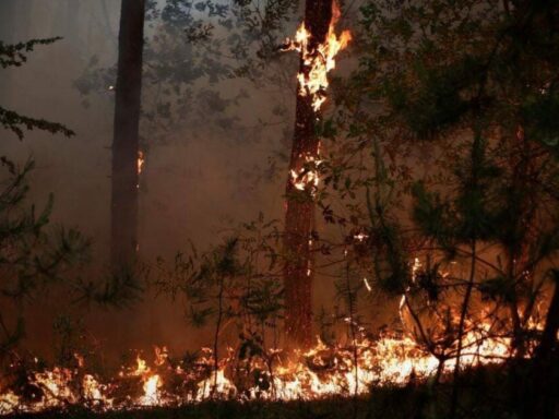 #громадськемісце На ТОТ Луганщини липневі лісові пожежі завдали шкоди на 36,5 мільярдів гривень #донецьк #donetsk #донецк