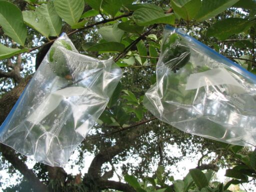 #громадськемісце Навіщо вішати поліетиленові пакети з водою на дерева: відповідь вас точно здивує #львів #lviv