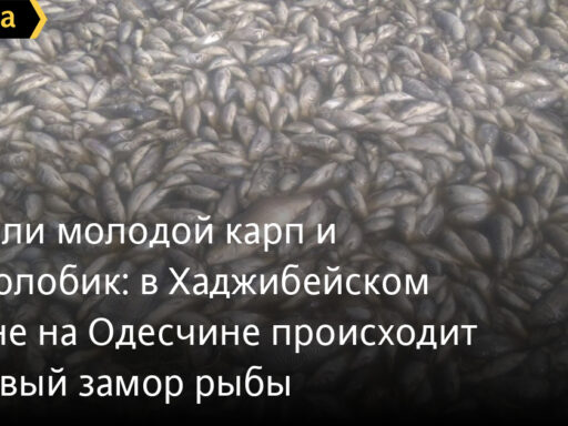 #громадськемісце Погибли молодой карп и толстолобик: в Хаджибейском лимане на Одесчине происходит массовый замор рыбы #одеса #odesa #odessa #одесса