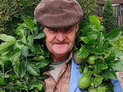 #громадськемісце Тропіки вдома: мешканець Рокитного вирощує екзотичні фрукти #рівне #rivne