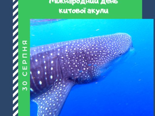 #громадськемісце 30 серпня – Міжнародний день китової акули #запоріжжя #zaporizhia