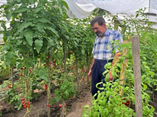 #громадськемісце Невибагливі «Гноми» та плодовиті «Дюшеси»: як лучанин вирощує помідори #луцьк #lutsk