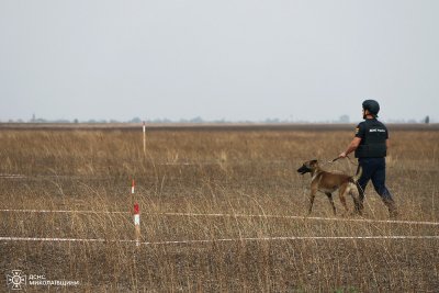 #громадськемісце Розмінування Миколаївщини триває: дієві результати демонструють мінно-пошукові собаки » Новини Миколаївщіни #миколаїв #mykolaiv